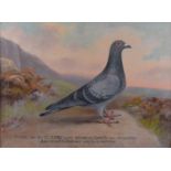 Andrew Beer (1862-1954) - Oil on canvas - Study of Racing Pigeon