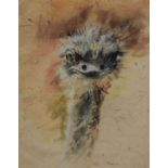 Watercolour of an ostrich and pencil sketch of a warthog