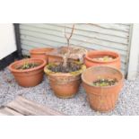 Six terracotta garden pots or planters
