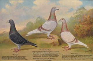 Andrew Beer (1862-1954) - Oil on canvas - Triple pigeon portraits