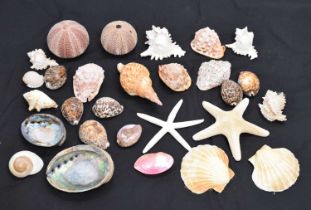 Collection of shells