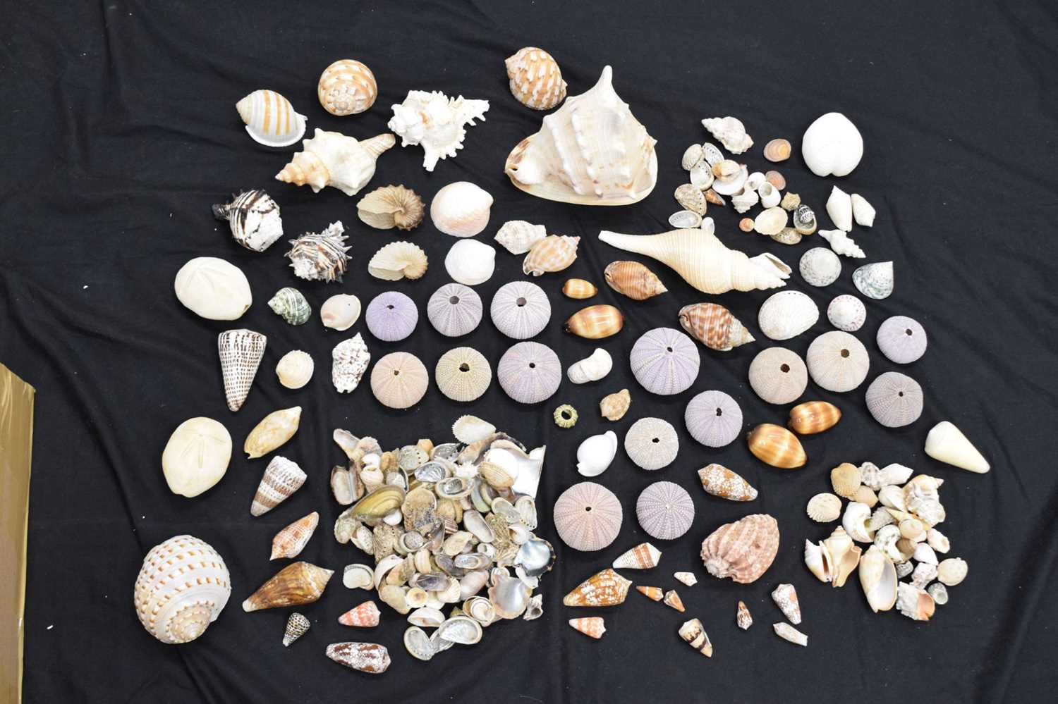 Quantity of sea shells - Image 2 of 12