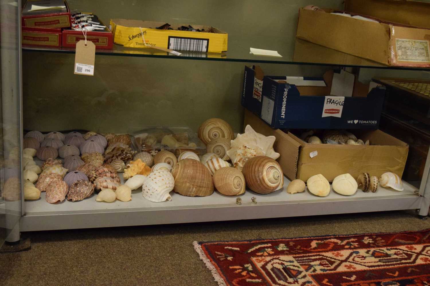 Quantity of sea shells - Image 12 of 12