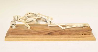 Bone skeleton resting on plinth