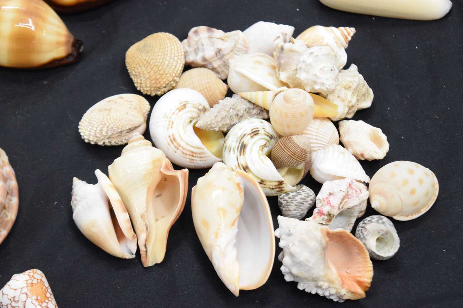 Quantity of sea shells - Image 3 of 12