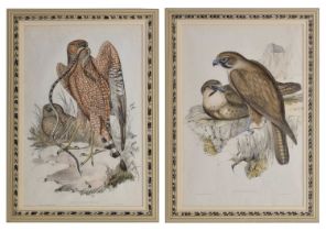 Hullmandel after Gould & Richter - Two early Victorian hand-coloured engravings of Birds of Prey