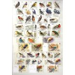 BIRDS extensive collection housed in four large stockbooks A-Z ranges of stamps & miniature sheets