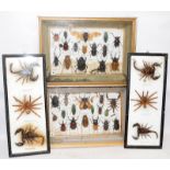 Insect taxidermy: framed and displayed scorpions, spiders and bugs. 4 items in lot