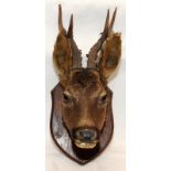 Mounted deer's head taxidermy