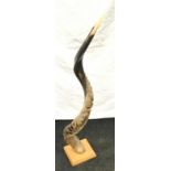 Taxidermy Kudu horn mounted on wooden base 82cm tall.