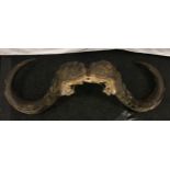 Antique taxidermy set of musk ox horns 107cm wide.