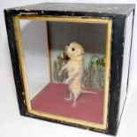 Victorian taxidermy of a two headed kitten in glazed case 26cms x 26cms x 18cms