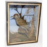 Victorian taxidermy of a woodpecker in a glazed case 38cms x 30cms x 12cms