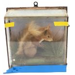 A cased antique Taxidermy study of a squirrel with local interest: Albert Green Taxidermist,