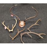 Vintage wall mounted deer antlers together 4 loose antlers