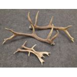 Large pair of taxidermy red deer antlers (5 branch) 80cm together a smaller pair