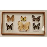 Framed and glazed display of six butterflies 38x20cm.