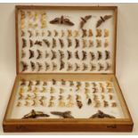 Large display box containing a collection of moths. Various species.