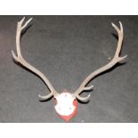 Pair of mounted antlers. 9 pointer.