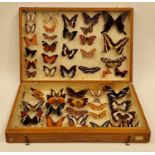 Large display box containing a collection of butterflies. Various species.
