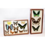 Two framed butterfly displays. Largest frame size 36cms x 21cms