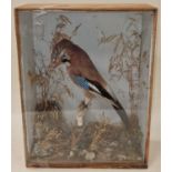 Cased Taxidermy study of a ""Jay""40x30x15cm