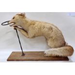 A Taxidermy study of a large fox 53cm tall.