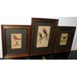 Three antique framed plates from a book on birds. Largest frame size 33.5cms x 24.5cms