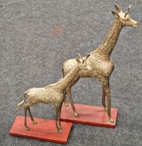 Two contemporary brass giraffe ornaments mounted on wooden bases the largest measuring 60cm tall.