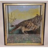 Taxidermy study of a Short Eared Owl cased by George Pike label to inside 36x35x15cm