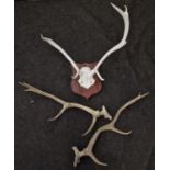 White mounted set of deer antlers together with a pair of unmounted antlers.