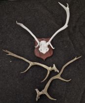 White mounted set of deer antlers together with a pair of unmounted antlers.