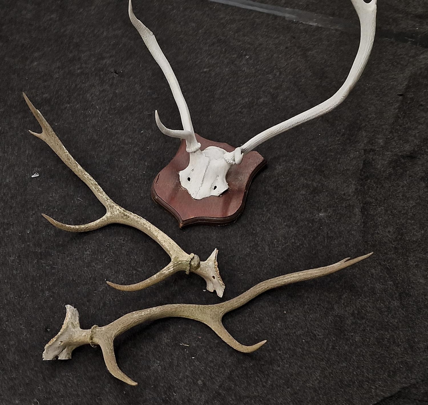 White mounted set of deer antlers together with a pair of unmounted antlers. - Image 3 of 3