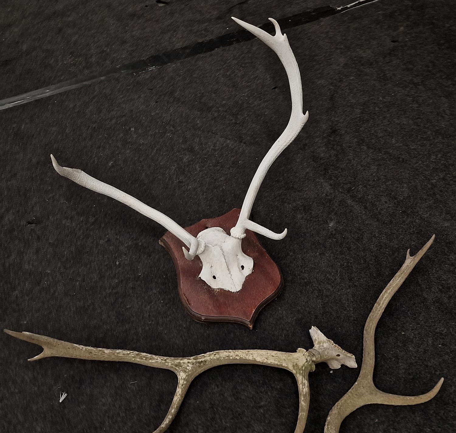 White mounted set of deer antlers together with a pair of unmounted antlers. - Image 2 of 3