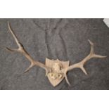 Vintage mounted set of deer antlers.