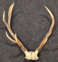 Large mounted stag horn taxidermy