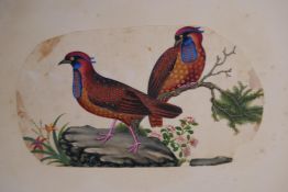An album containing a large quantity of Chinese paintings on rice paper, exotic birds, portraits and