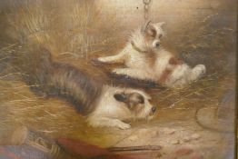 George Armfield, Trapped, two terriers in a barn with a trap, signed, oil on canvas, 34 x 25cm