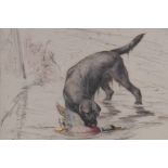 George Vernon Stokes, study of a gun dog retrieving a mallard, signed etching, 24 x 29cm