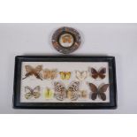 A framed butterfly collection, and a copper souvenir ashtray containing a butterfly, 48 x 25cm