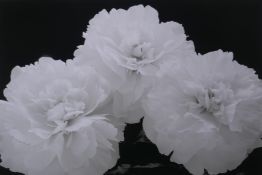 Hiroyuki Arakawa, (Japanese, b.1951), Three Carnations, photographic print from his 'Flower' series,