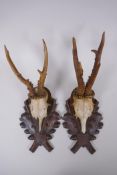 A pair of wall mounted deer skulls on carved wood plaques decorated with oak leaves and acorns,