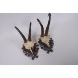 A pair of wall mounted goat skulls on carved wood plaques decorated with oak leaves, 14 x 19cm