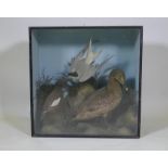 Natural History, a taxidermy display of waterfowl, 61 x 26cm, 61cm high