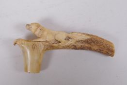 A carved antler walking stick handle in the form of a dog, 15cm long