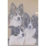 Three border collie dogs, pastel, unsigned, 35 x 45cm