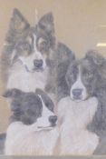 Three border collie dogs, pastel, unsigned, 35 x 45cm