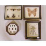 Entomology, four framed and mounted insect and moth specimens, largest 27 x 32cm