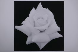 Hiroyuki Arakawa, (Japanese, b.1951), King of Rose Land, photographic print from his Flower