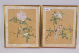 A pair of Chinese watercolours on silk depicting birds and flowers, 20 x 25cm